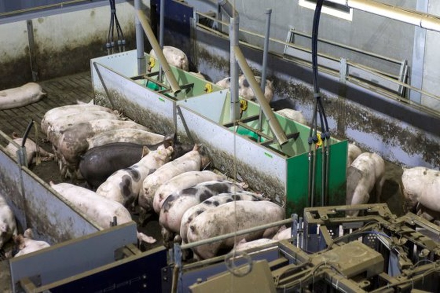 Exchanging feed troughs for sows, piglets and pigs