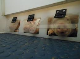 Piglet litter StableStable