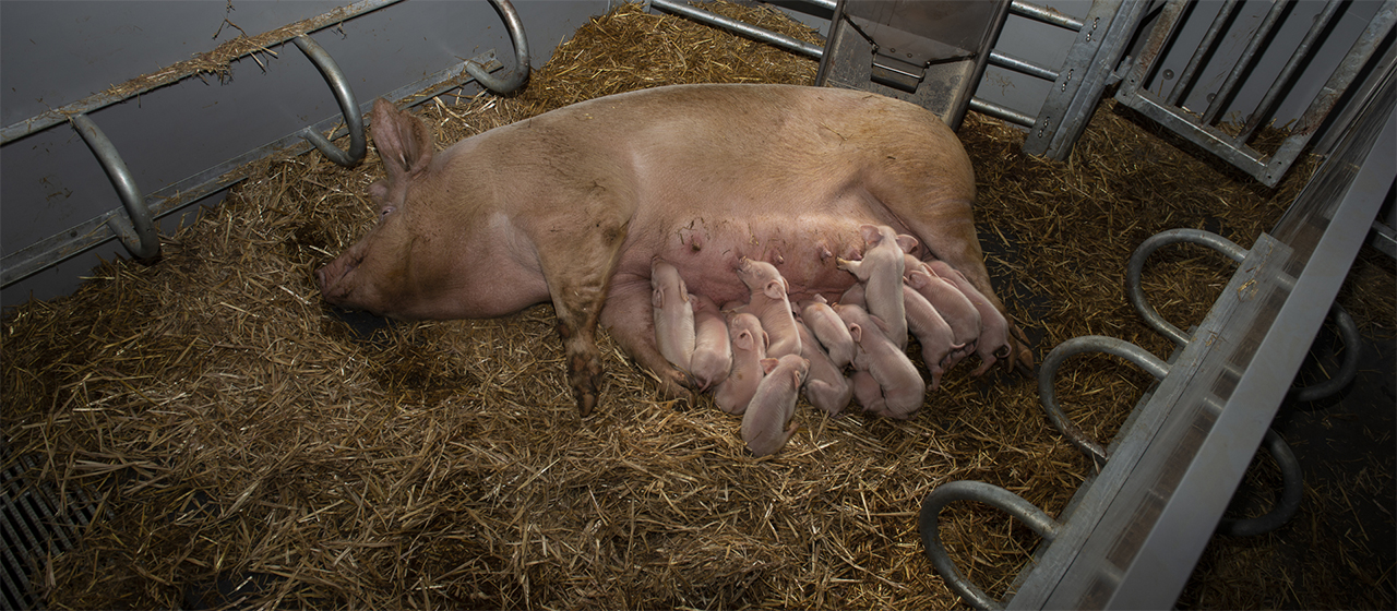 KZB family feeder in an organic barn