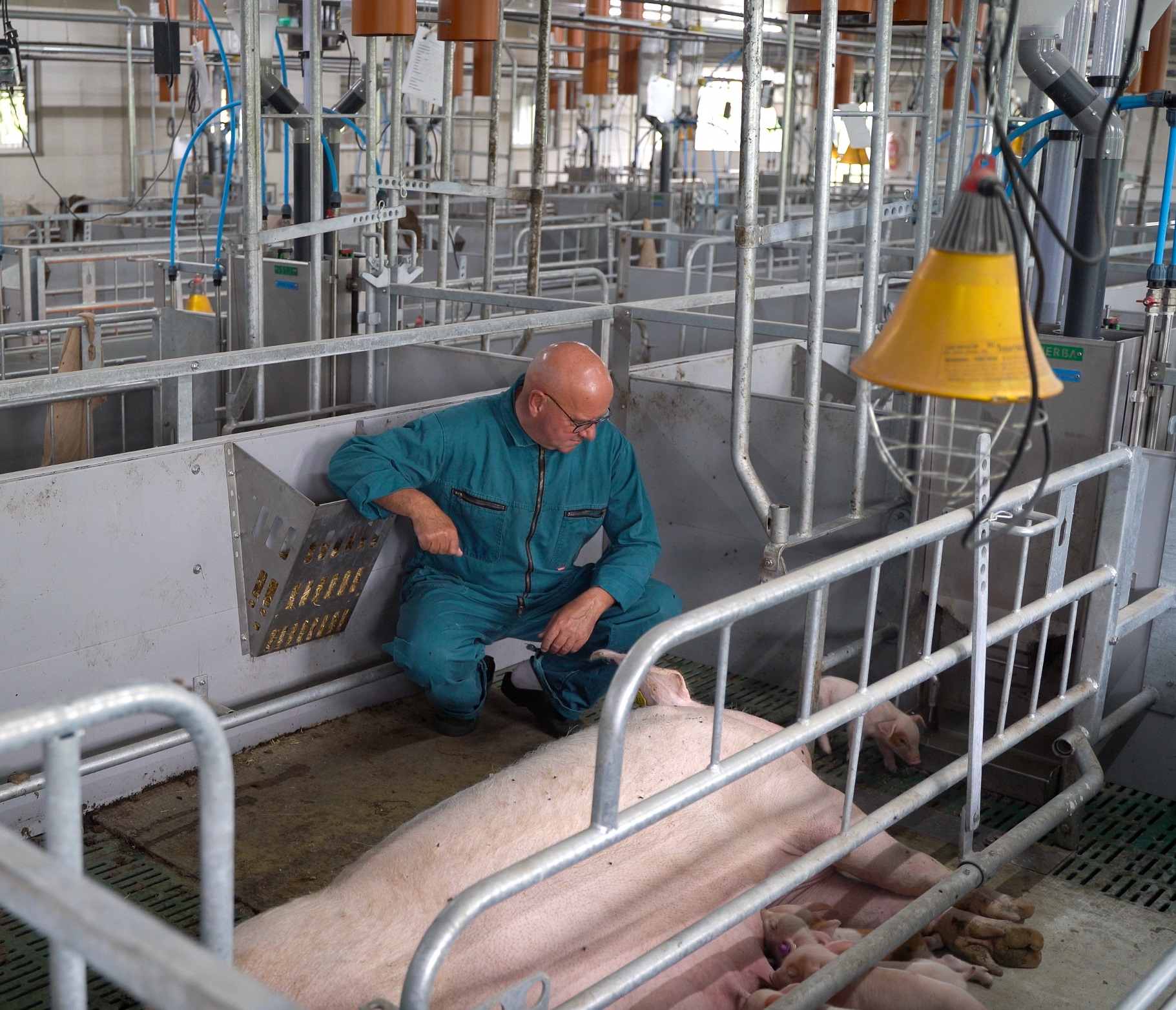 Free-range maternity pen with Geert van Sambeek