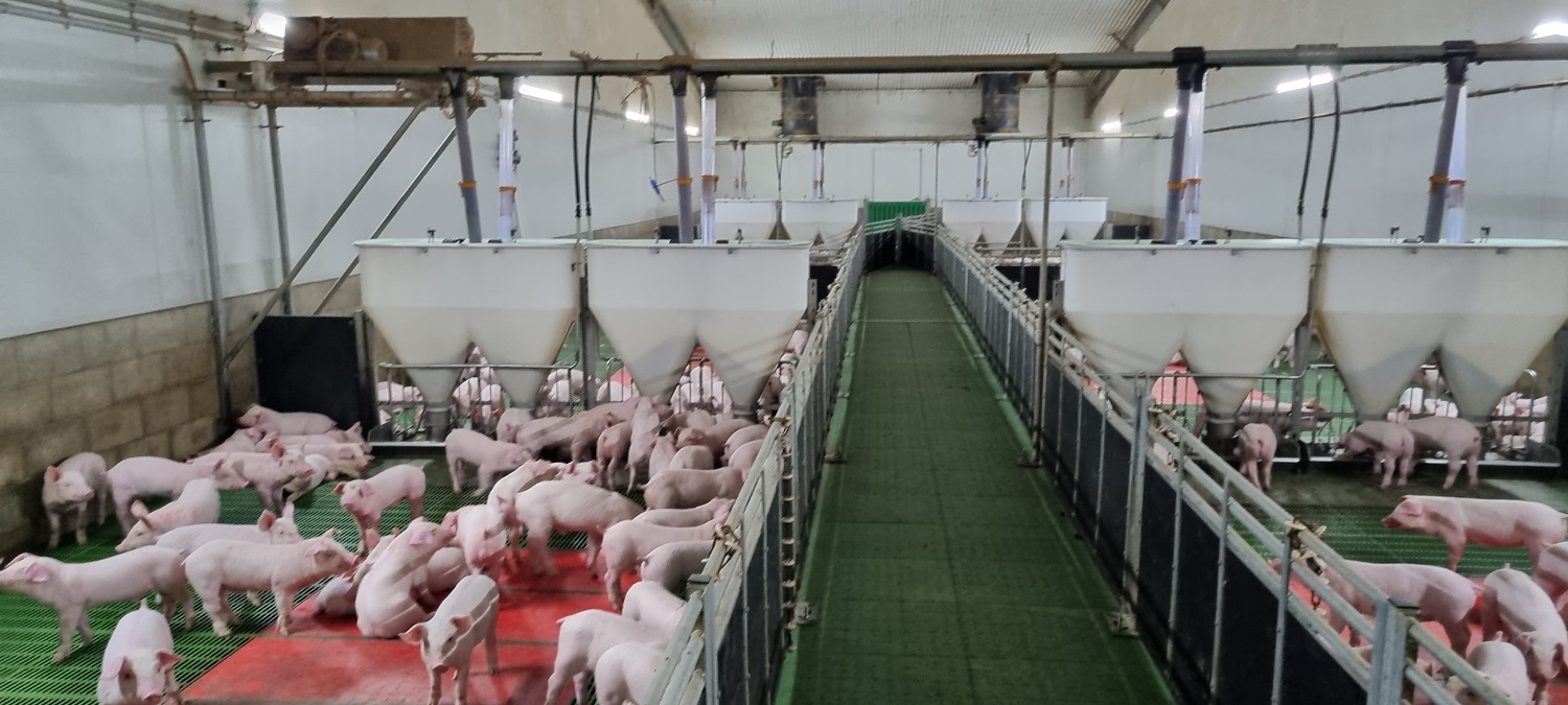 Mewaco Duo piglet feeder, Bellgrove Pork, Australia